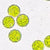 Microscopic view of Microchloropsis phytoplankton highlighting vibrant green cells, key for mitochondrial health.